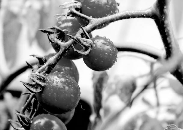 キッチン・ベランダでできる サスティナブルvege ガーデン